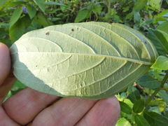 Ruellia caroliniensis