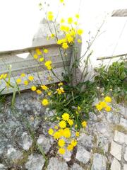 Crepis capillaris