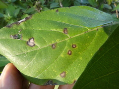 Ruellia caroliniensis
