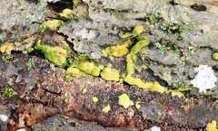 Trichoderma sulphureum