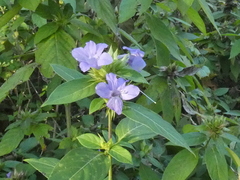Ruellia caroliniensis