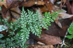 Dryopteris diffracta