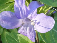 Ruellia caroliniensis