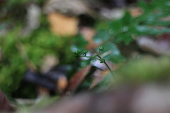 Dryopteris diffracta
