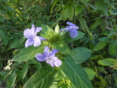Ruellia caroliniensis
