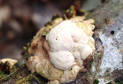 Naematelia encephala