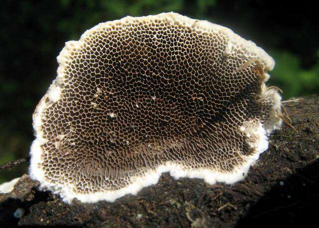 Trametes villosa (Fungi of the British Indian Ocean Territory ...