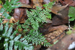 Dryopteris diffracta
