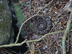 Bothrops jararaca