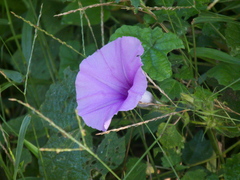 Ipomoea ficifolia