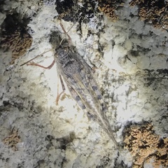 Angaracris barabensis