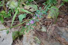 Lespedeza lichiyuniae