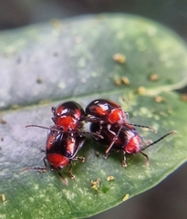 Arcastes biplagiata