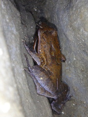 Physalaemus olfersii