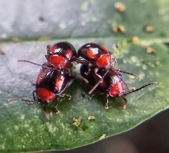 Arcastes biplagiata