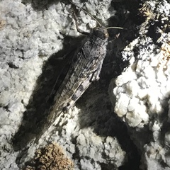 Angaracris barabensis