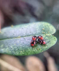 Arcastes biplagiata
