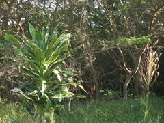 Dracaena aletriformis