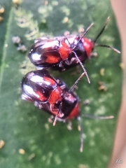 Arcastes biplagiata