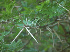 Vachellia natalitia