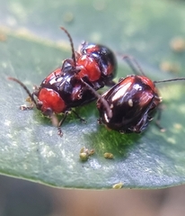 Arcastes biplagiata