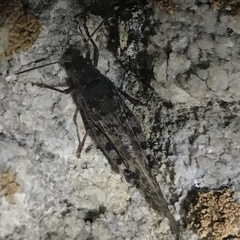 Angaracris barabensis