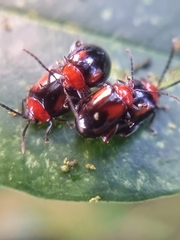 Arcastes biplagiata