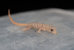 Gonatodes albogularis fuscus