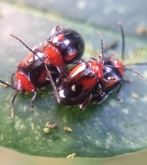 Arcastes biplagiata