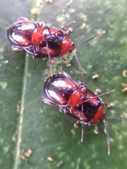 Arcastes biplagiata