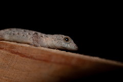 Gonatodes albogularis fuscus