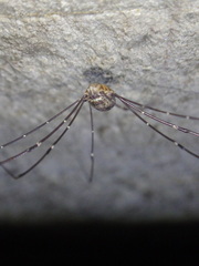 Gagrellinae