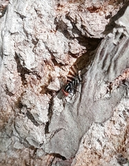Pterotaenia fasciata