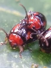 Arcastes biplagiata