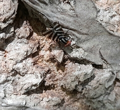 Pterotaenia fasciata