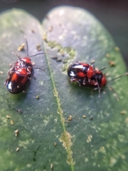 Arcastes biplagiata