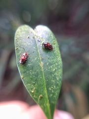 Arcastes biplagiata