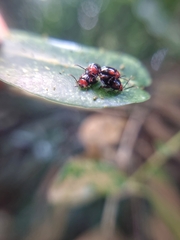 Arcastes biplagiata