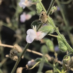 Sairocarpus vexillocalyculatus intermedius