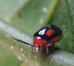 Arcastes biplagiata