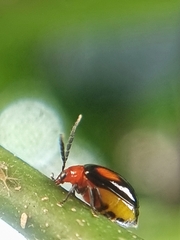 Arcastes biplagiata
