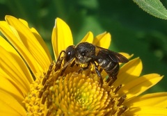 Stelis punctulatissima