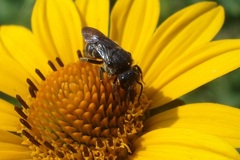 Stelis punctulatissima