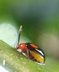 Arcastes biplagiata