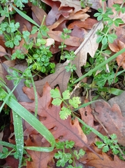 Anthriscus caucalis