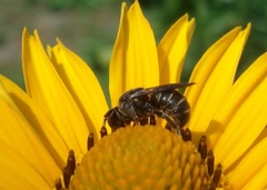 Stelis punctulatissima