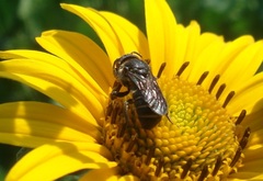 Stelis punctulatissima