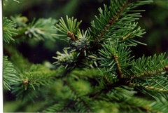 Adelges abietis
