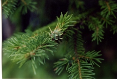 Adelges abietis