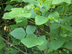 Erythrina lysistemon